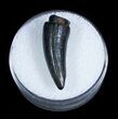 Cretaceous Crocodile Tooth From Maryland #3708-1
